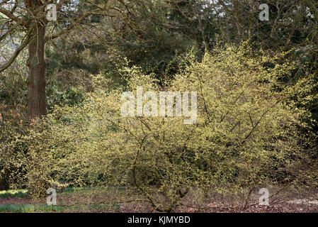 CORNUS OFFICINALIS Foto Stock