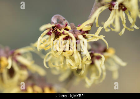 HAMAMELIS X INTERMEDIA SAVILL STARLIGHT Foto Stock