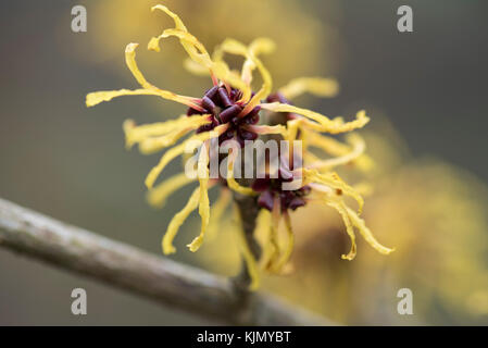 HAMAMELIS X INTERMEDIA BARMSTEDT GOLD Foto Stock