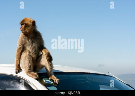 Barbary Macaque su un Taxi di Gibilterra Foto Stock