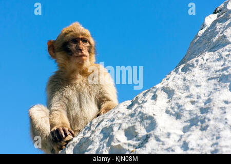 Barbary Macaque sulla Rocca di Gibilterra Foto Stock