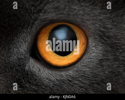 Giallo occhio di gatto vicino. occhio tessitura macro Foto Stock