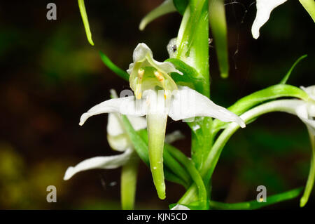 Greater Butterfly Orchid 'Platanthera chlorantha' cresce su terreno calcareo in ombra applcicosa leggera, da maggio a luglio, diffuso nel Regno Unito. Hampshire Foto Stock