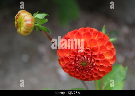 Rosso arancione fiore close up con sfondo sfocato Foto Stock