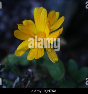 Fiore giallo con le gocce di pioggia sulla petali Foto Stock