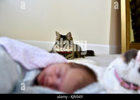 Neonato posa accanto alla coltre di elefante e gatti Foto Stock