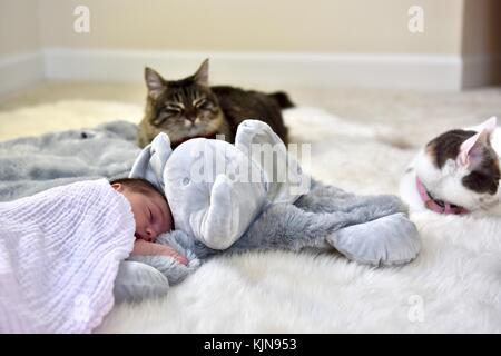 Neonato posa accanto alla coltre di elefante e gatti Foto Stock