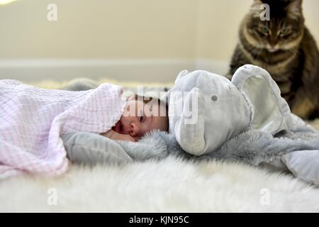 Neonato posa accanto alla coltre di elefante e gatti Foto Stock