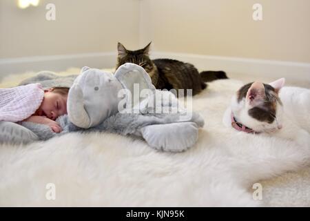 Neonato posa accanto alla coltre di elefante e gatti Foto Stock