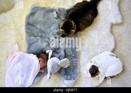 Neonato dorme accanto a due gatti Foto Stock