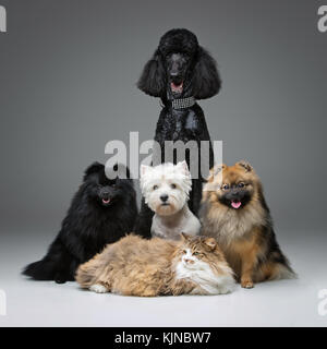 Bella spitz cani su sfondo grigio Foto Stock