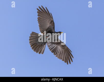 Alpine Chough, Pyrrhocorax graculus, in volo nelle Alpi svizzere. Foto Stock