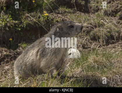 Marmot alpino, Marmota marmota, in alto nelle Alpi svizzere. Foto Stock