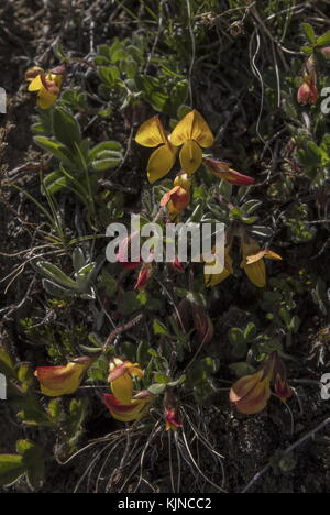 Trefoil alpino, loto alpinus, in fiore nelle Alpi svizzere. Foto Stock