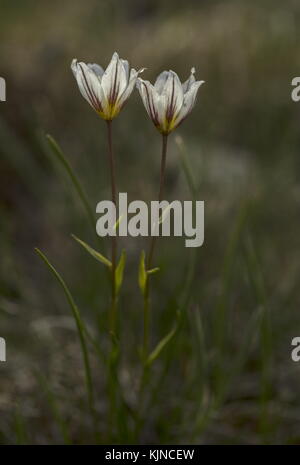 Giglio di Snowdon, Gagea serotina, in fiore nelle alte Alpi svizzere. Foto Stock