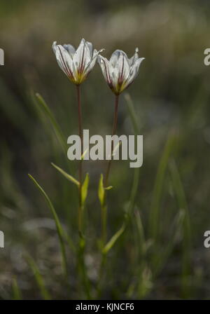 Giglio di Snowdon, Gagea serotina, in fiore nelle alte Alpi svizzere. Foto Stock