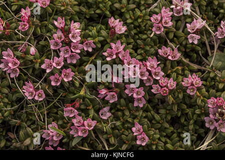Seguendo Azalea, Loiseleuria procumbens, in fiore nelle Alpi svizzere. Foto Stock