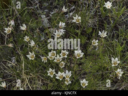 Giglio di Snowdon, Gagea serotina, in fiore nelle alte Alpi svizzere. Foto Stock