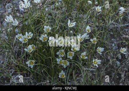 Giglio di Snowdon, Gagea serotina, in fiore nelle alte Alpi svizzere. Foto Stock