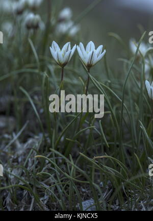 Giglio di Snowdon, Gagea serotina, in fiore nelle alte Alpi svizzere. Foto Stock