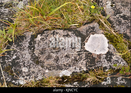 Ormaig rocce con antica Cup e la corona segna oltre 4000 anni Foto Stock