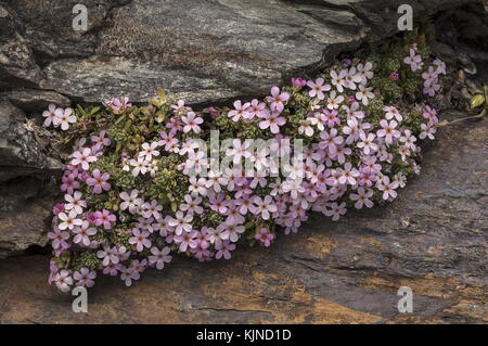 Roccia alpina-gelsomino, Androsace alpina, che cresce in crepaccio roccioso ad alta quota nelle alpi svizzere. Foto Stock