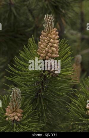 Pino di montagna, Pinus mugo, con fiori maschi e coni femminili, Alpi svizzere. Foto Stock