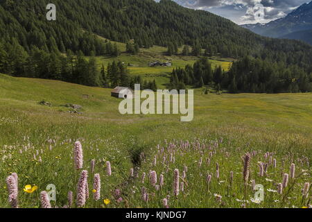 Alpeggi in Val da Camp, con Bistort, Alpi svizzere meridionali sotto il passo del Bernina. Svizzera. Foto Stock