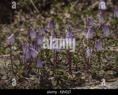 Campanello di neve nano, Soldanella pusilla in abbondanza intorno a macchie di neve ad alta quota, Alpi svizzere. Foto Stock