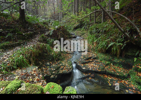 Un piccolo affluente che fluisce verso il basso attraverso la foresta di hamsterley, County Durham North East England culminate in una piccola cascata durante l'autunno. Foto Stock