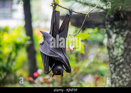 Largo flying fox / frutti di grandi dimensioni bat / kalang / kalong (pteropus vampyrus) appesi nella struttura ad albero, INDONESIA Foto Stock