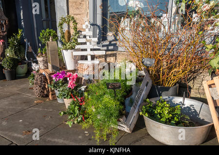 Un fioraio e la finestra di display della strada di fiori e piante, regali e composizione floreale materiali nel luminoso sole invernale Foto Stock