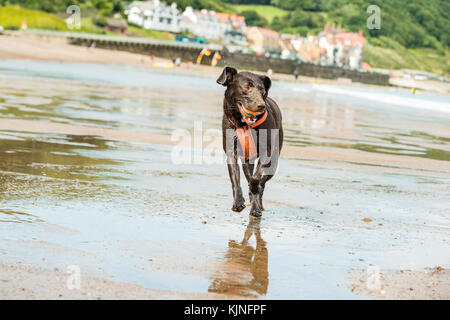 Cane che corre sulla spiaggia con una palla in bocca a Sandsend, Whitby, Regno Unito Foto Stock