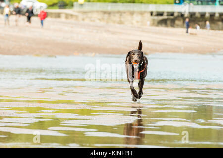 Cane che corre sulla spiaggia con una palla in bocca a Sandsend, Whitby, Regno Unito Foto Stock