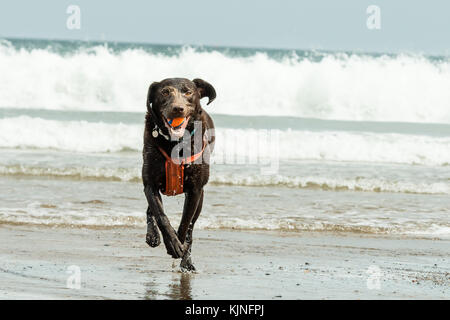 Cane che corre sulla spiaggia con una palla in bocca a Sandsend, Whitby, Regno Unito Foto Stock