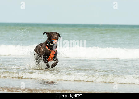 Cane che corre sulla spiaggia con una palla in bocca a Sandsend, Whitby, Regno Unito Foto Stock