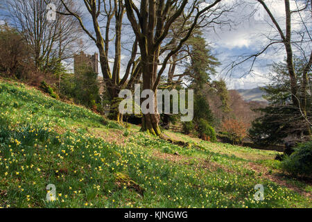 Giunchiglie in Dora campo del Rydal Parco Nazionale del Distretto dei Laghi Cumbria Foto Stock