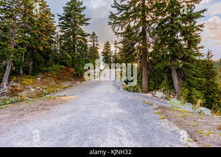 Strada sterrata nel bosco tra gli alti alberi che conduce verso l'alto Foto Stock