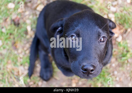 Dieci settimane vecchio nero labrador cucciolo Foto Stock