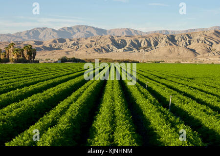 Fattoria di carota in Souther California Foto Stock