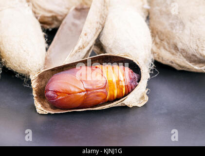 Chiuso di gigante atlas moth (attacus atlas) crisalide o pupa Foto Stock