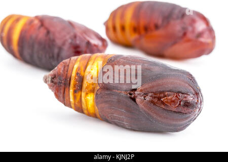 Chiuso di gigante atlas moth (attacus atlas) crisalide o pupa su sfondo bianco Foto Stock