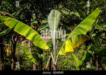 Piantagione di banane in Uganda - La perla dell Africa. queste piantagioni sono nei villaggi circostanti intorno mbale vicino monte Elgon Foto Stock