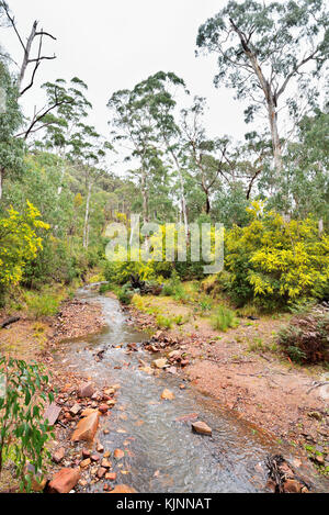 Australia victoria. un flusso dal silverband rientra nel Parco Nazionale di Grampians. in primavera, il golden graticcio ha cominciato a fiorire. Foto Stock