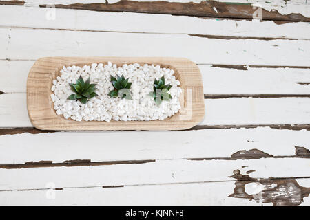 Succulente, bianco pepples e tabella vintage Foto Stock