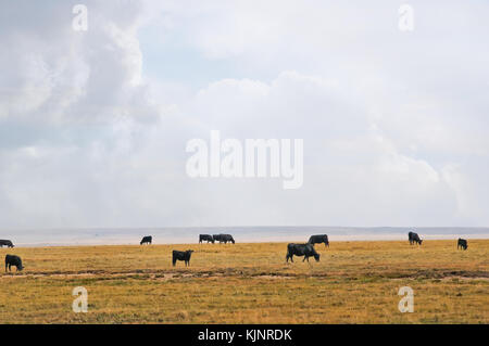 Il pascolo di bestiame su serie aperta nella parte orientale del Colorado, USA sotto un grande cielo aperto. Foto Stock