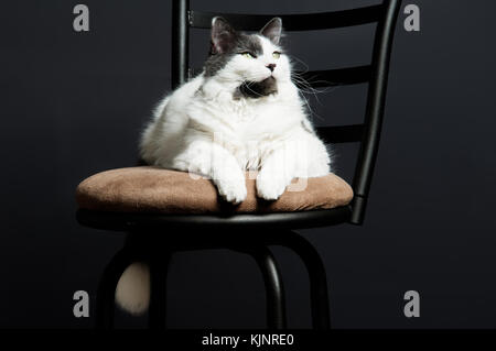 Grigio e bianco housecat seduto su uno sgabello da cucina. Foto Stock