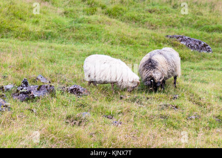 Viaggio in Islanda - due islandese di pecore sul prato in hveragerdi hot spring river trail area in settembre Foto Stock