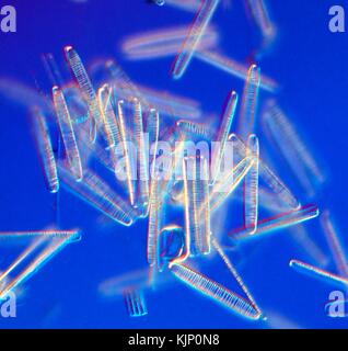 Campo scuro micrografia di luce (LM) di acqua dolce pennate diatomee. Le diatomee rappresentano circa il 25% della biomassa vegetale nel mondo. Queste microscopiche piante unicellulari sono importanti la biomassa e i produttori di ossigeno. Attraverso la loro fotosintesi, gas ad effetto serra sono convertiti in materiale organico e devono quindi svolgere un ruolo decisivo nel global anidride carbonica circolazione. Quando le singole cellule muoiono rimangono come silicea (biossido di silice) le pareti cellulari e affondano sul fondo del lago o dell'oceano. Orizzontale formato oggetto di questa sezione dell'immagine: 0,3 mm. Foto Stock