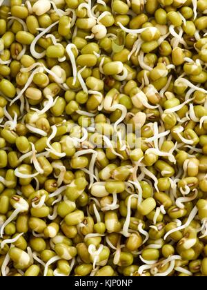 La germogliazione di Mung bean, full frame. Foto Stock